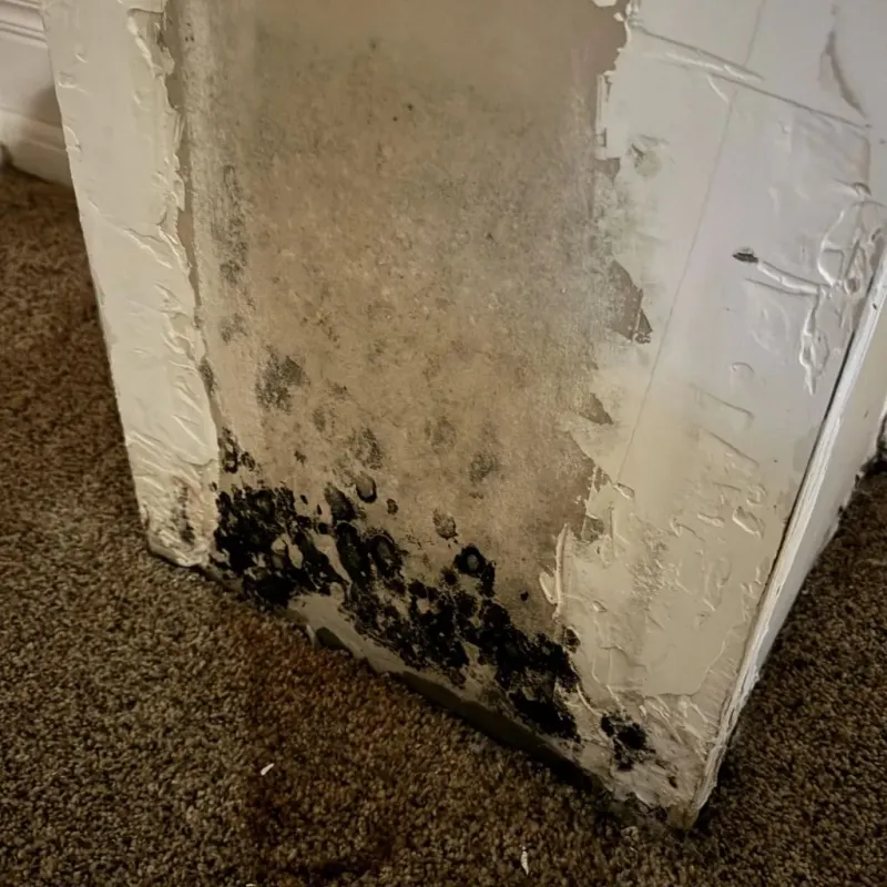 Professional Mold Removal in Woodstock, NH